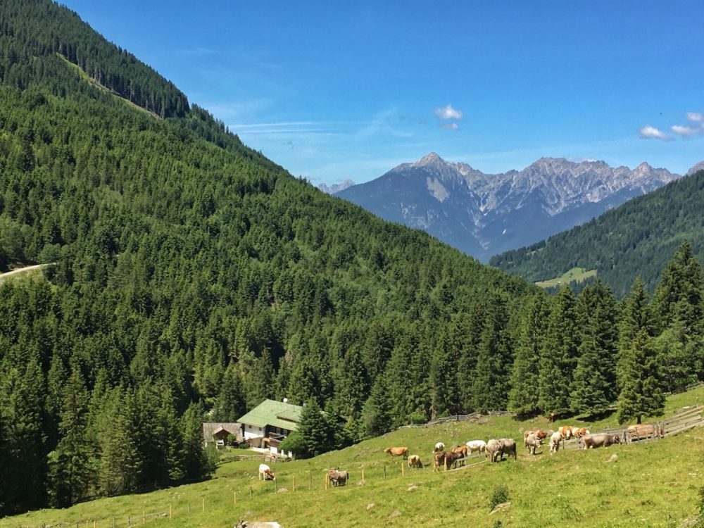 Fotschertal Alpenrosenblüte