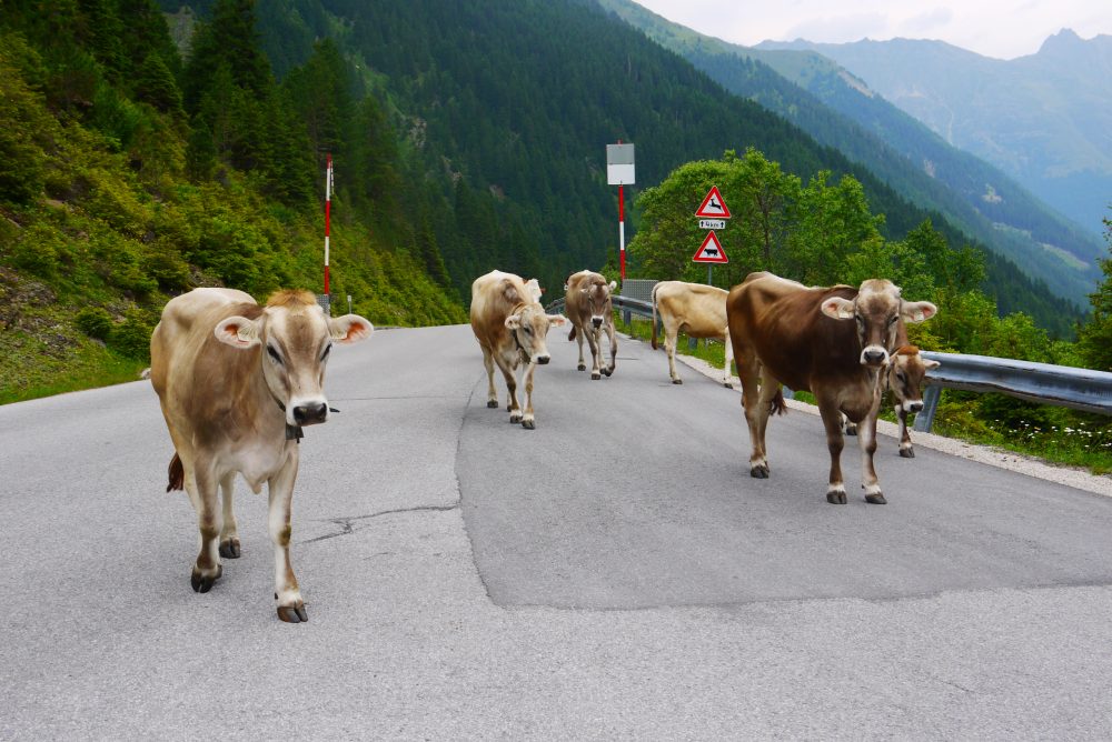 Rennrad Lüsenstal (4)