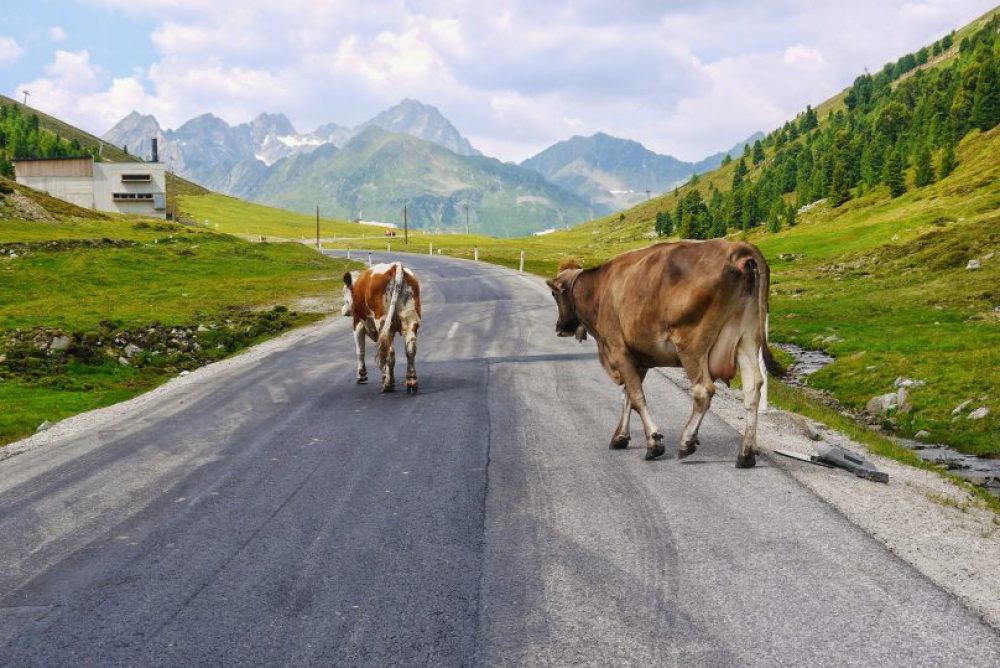 Machen dem Ziel der Tour alle Ehre. Daher auch Vorsicht bei der Abfahrt!