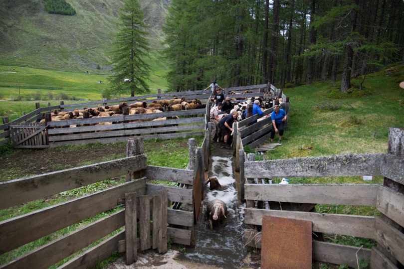 Das Baden der Schafe ist ein großes Spektakel.