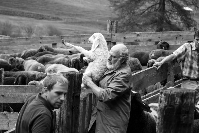 Hier wird jedes Schaf gut versorgt.