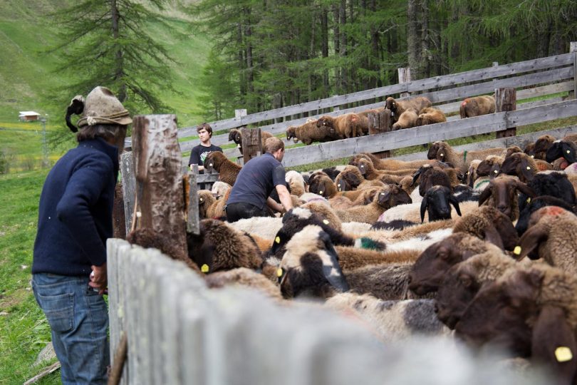 Beim Sortieren der Tiere.
