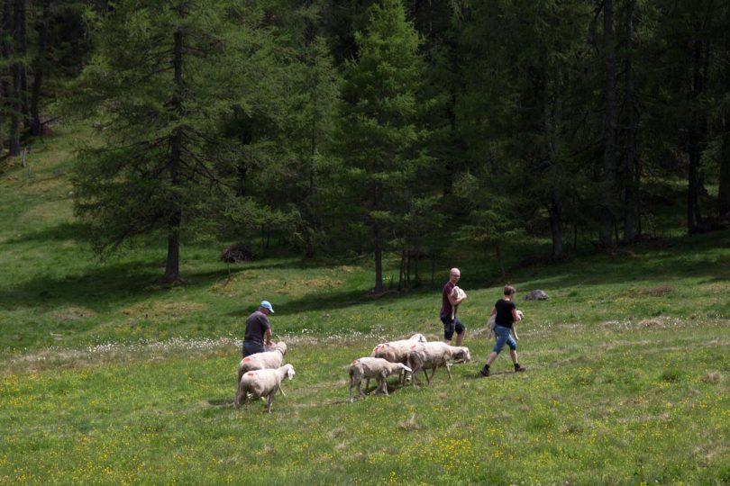 Die meisten Besitzer geben ihre Schafe persönlich ab für den Sommer auf der Alm.