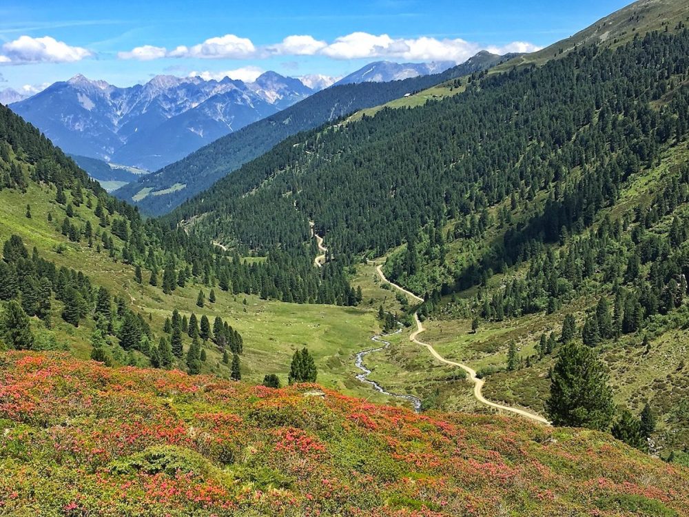 Alpenrosen im Fotschertal