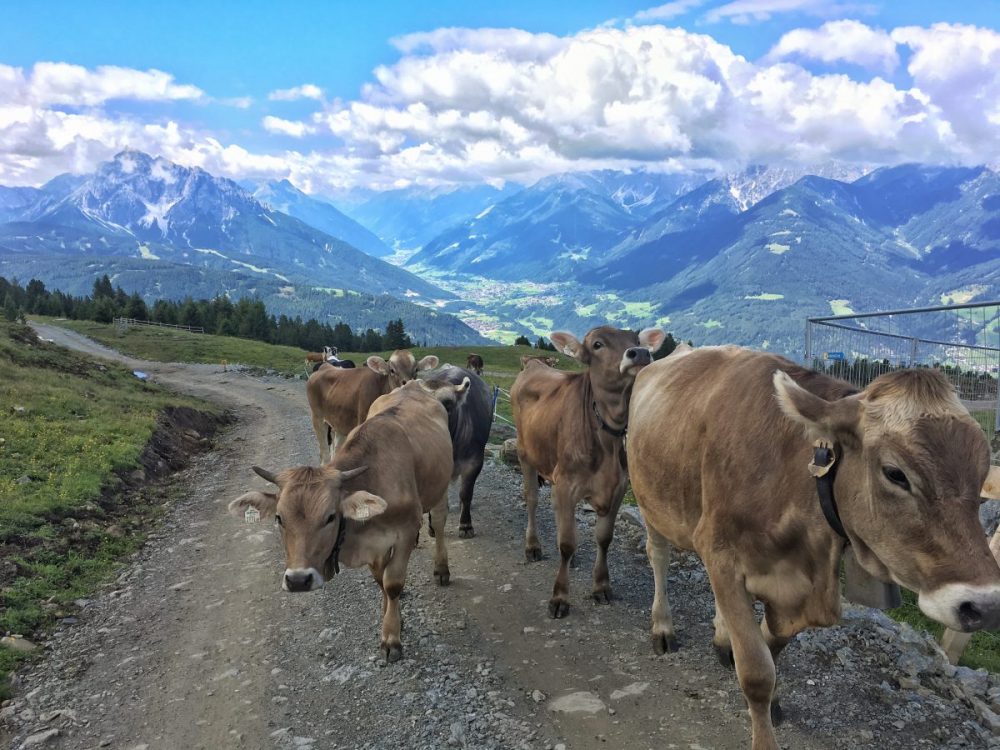Kühe am Patscherkofel