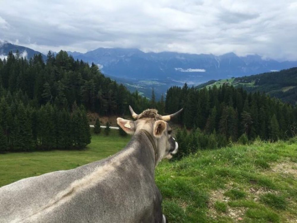 Wer am Berg mit Hund unterwegs ist, sollte möglichst großen Abstand von Weidevieh halten. Foto: Tamara Kainz