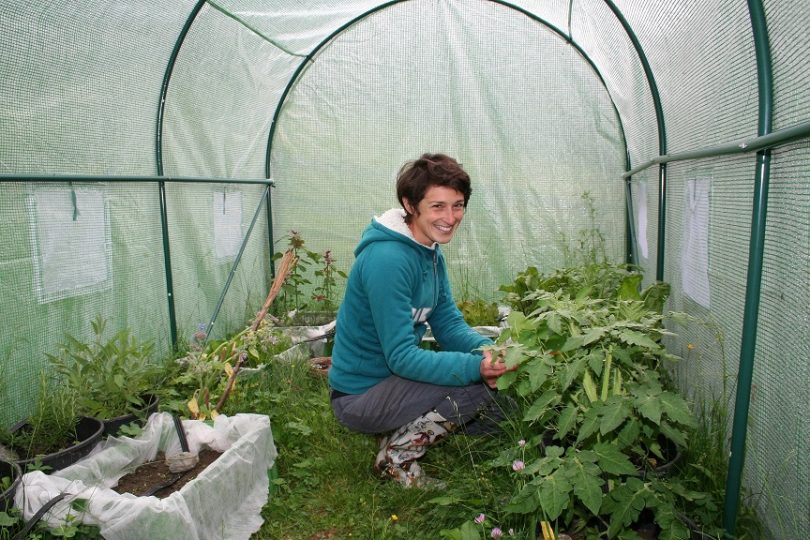 Baumspinat, Minze, Schafgarbe, Ringelblumen, Pflücksalat, Basilikum – im Folientunnel auf 1.809 m gedeiht auch mehr oder minder "Exotisches". Foto: Tamara Kainz