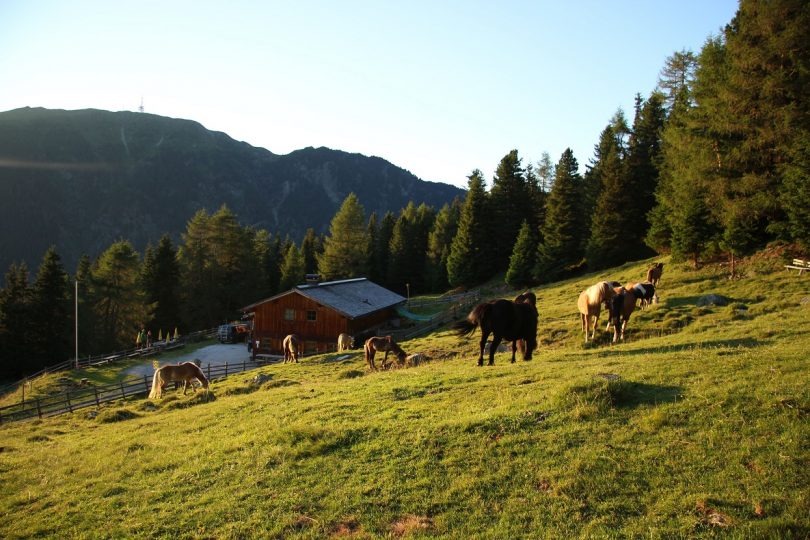 Auf der Alm ticken die Uhren anders. Foto: Privat