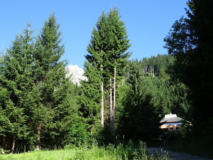 Zwischen den Bäumen blitzt auf Höhe der Umbrüggler Alm das Brandjoch hervor