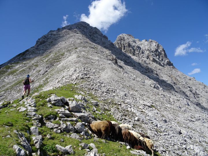 Bergtour Nordkette Schafe, Der Frau Hitt Sattel mit Blick auf die Vordere und Hintere Brandjochspitze
