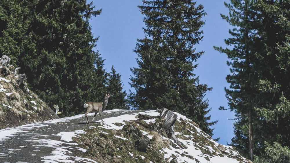 A young deer on the road to Salfeinersee // #myinnsbruck