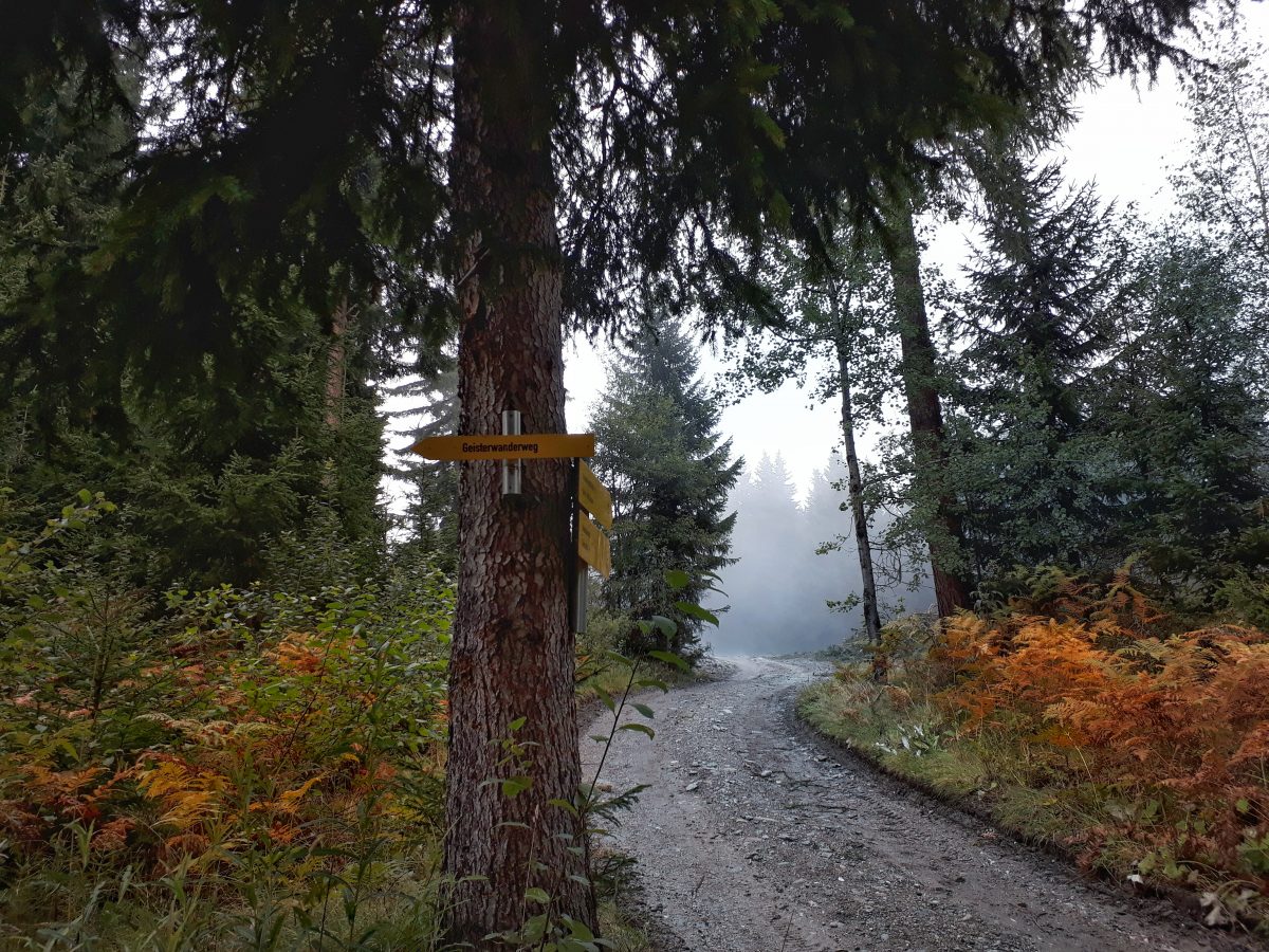 herbstlicher Wald im Nebel, Geisterwanderweg Oberperfuss, Innsbruck
