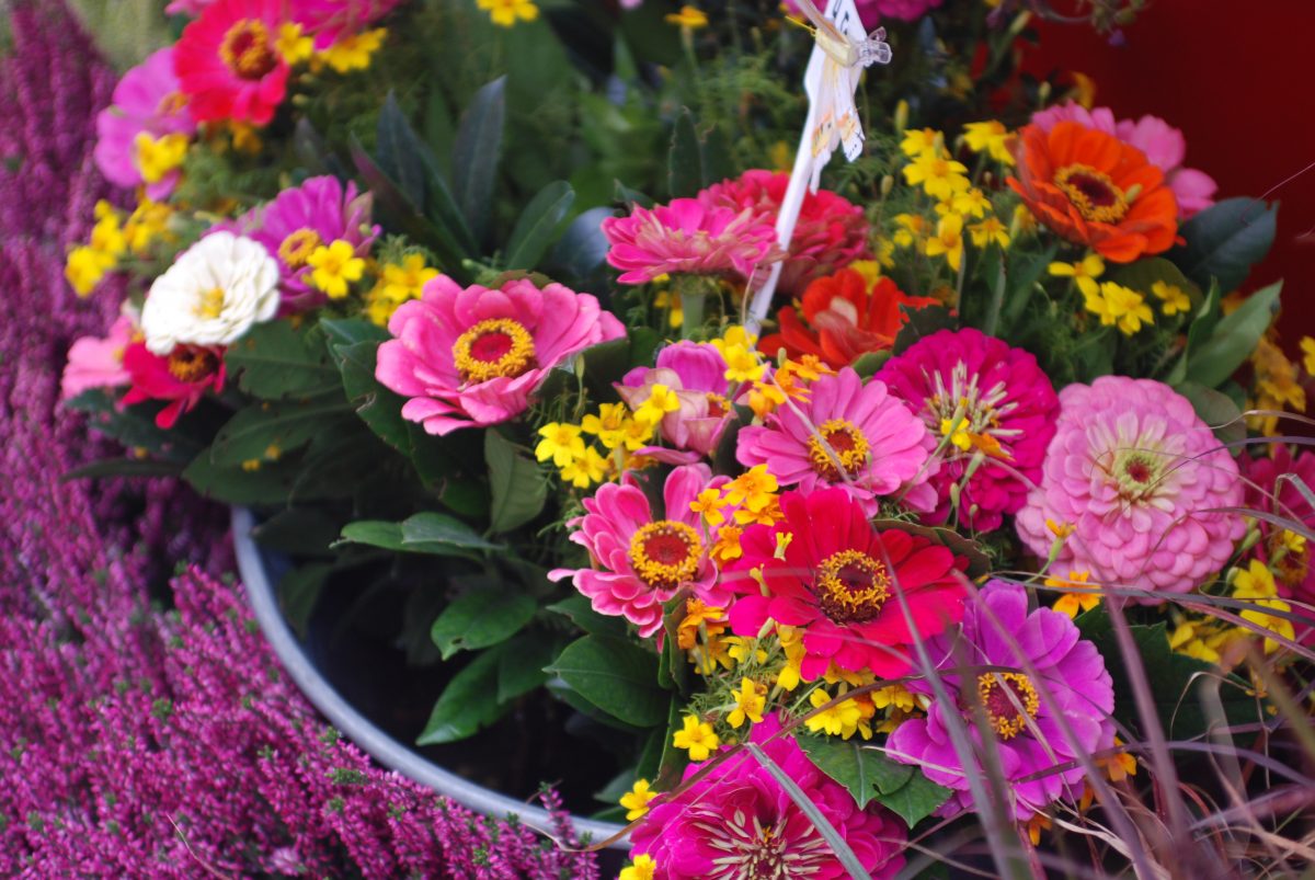 wunderschöne bunte Blumen