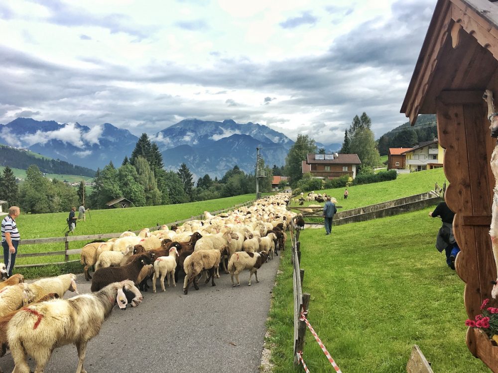 Schafabtrieb, die Herde des Schafabtriebes vor Grinzens