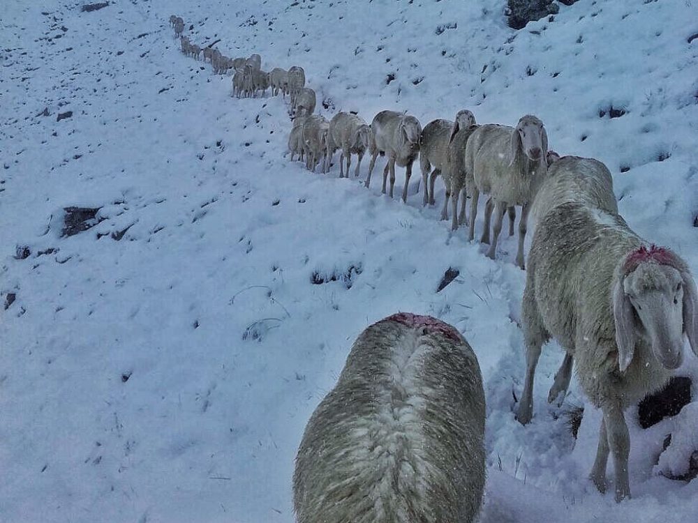 Schafe beim Schafabtrieb im Fotschertal
