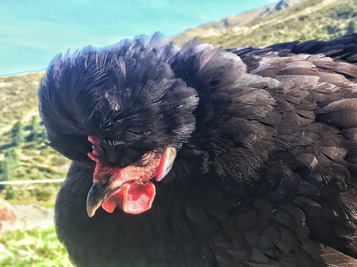 Tirolerhuhn "Andreas Hofer" auf der Juifenalm im Sellraintal