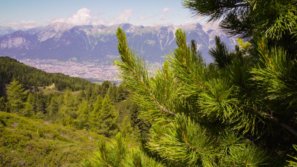 Zirben (Swiss Pine), zirben weg, innsbruck