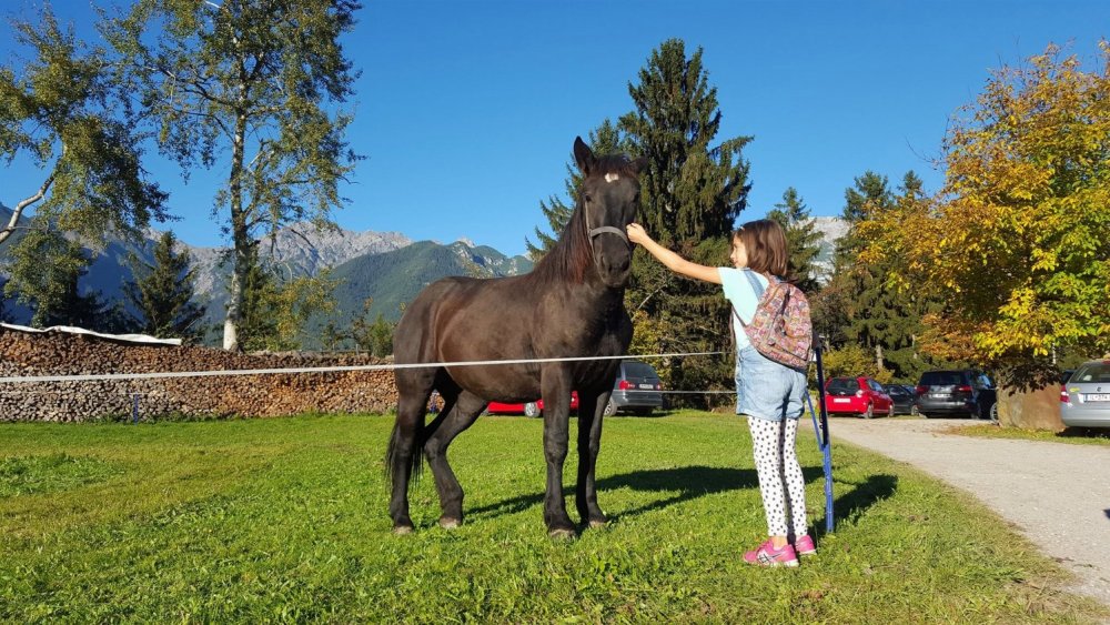 cavalli hofschank bambini innsbruck