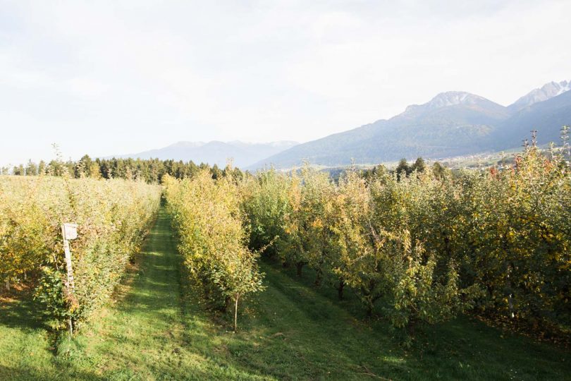 Blick in die Apfelbaum-Felder.