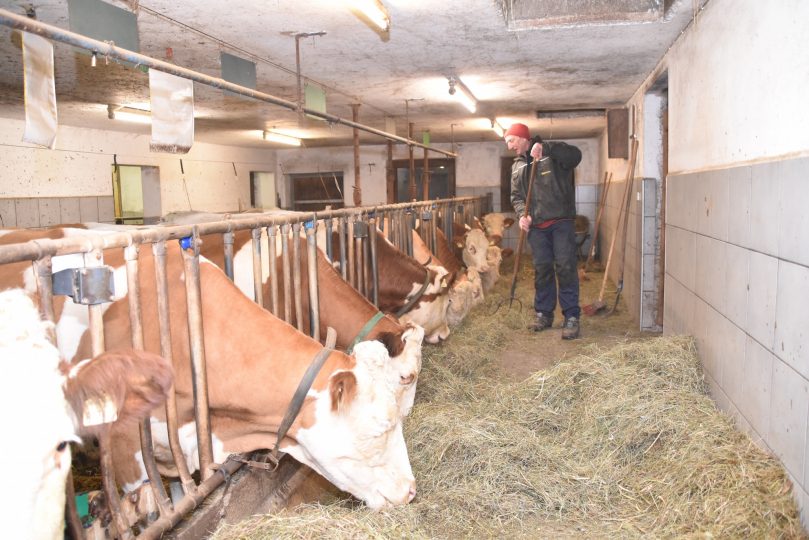 Die tägliche Stallarbeit verrichtet Luis vor und nach dem Unterricht. Foto: Tamara Kainz