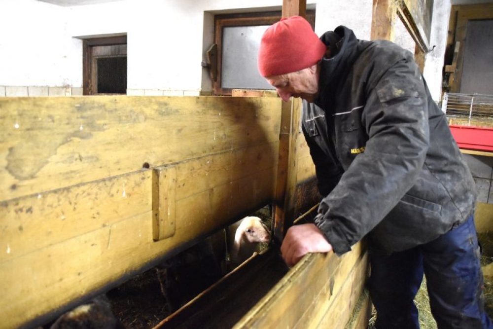 Schafe, Kühe und jede Menge andere Tiere wollen am Huberhof versorgt werden. Foto: Tamara Kainz