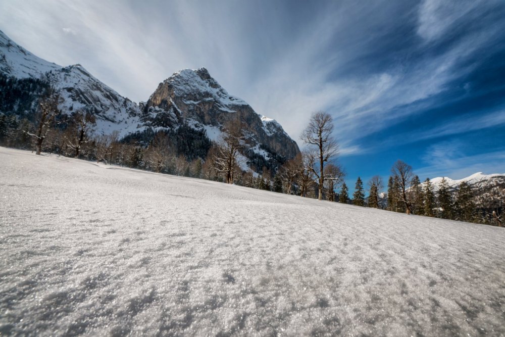 Ahornbäume im Karwendel
