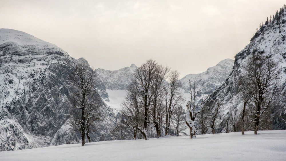 Ahornbäume im Karwendel