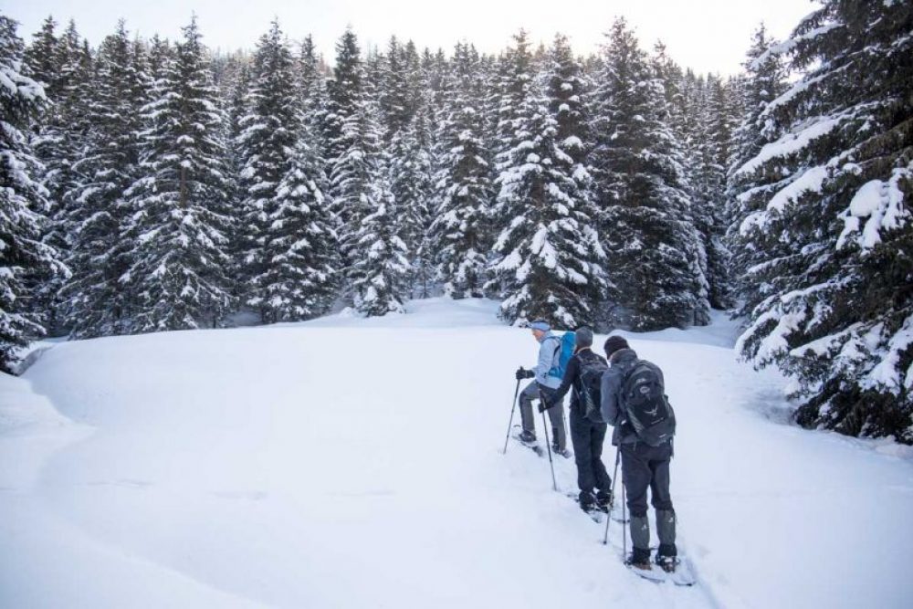 Einige Minuten nachdem wir losgegangen sind, geht es rein in die unberührten Wälder. Foto: ©Lea Hajner