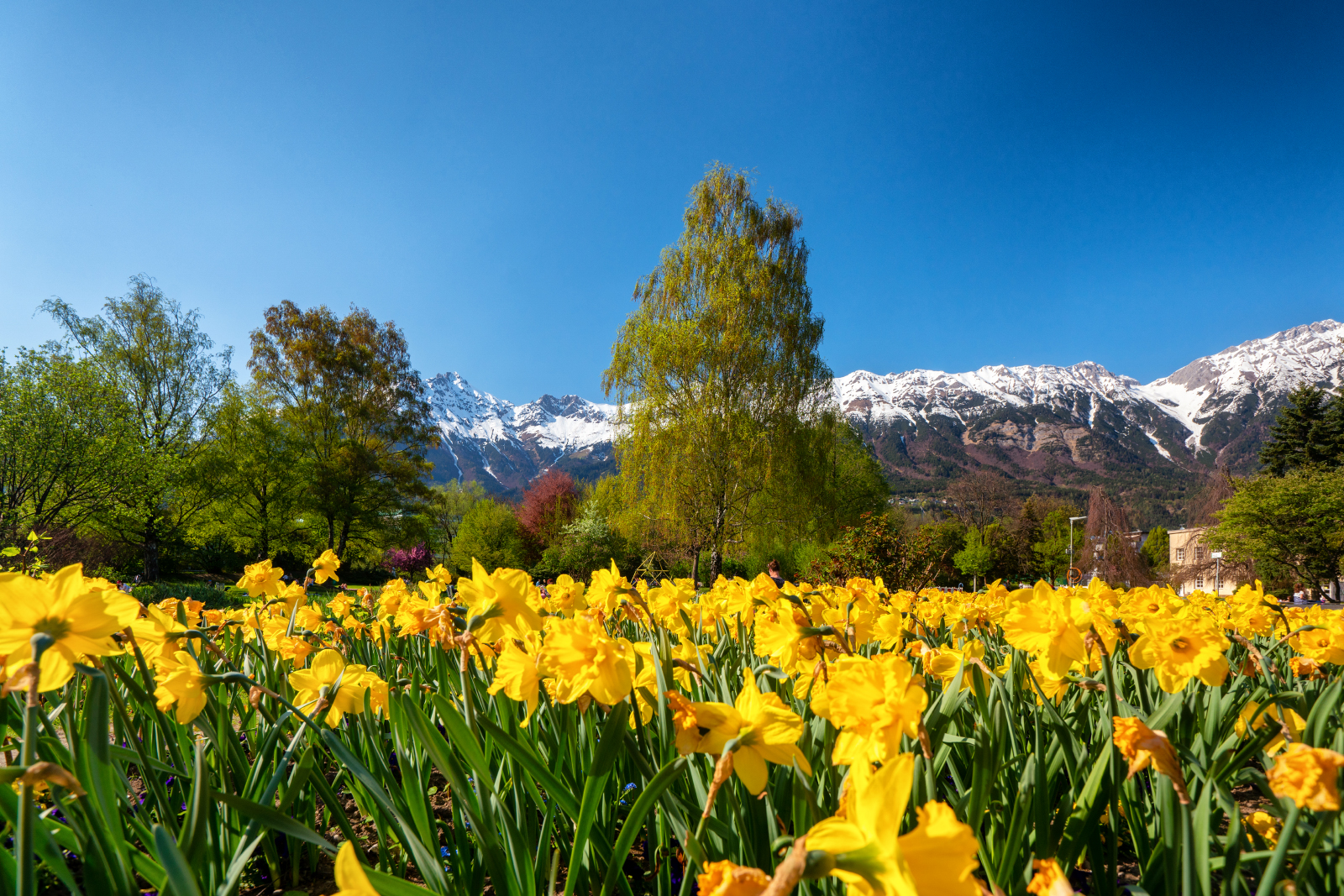 Rapoldipark Innsbruck