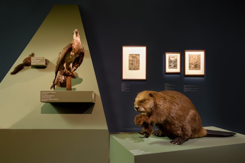 Dettaglio della mostra ‚Cranach natürlich‘ al Ferdinandeum di Innsbruck, Foto © Wolfgang Lackner