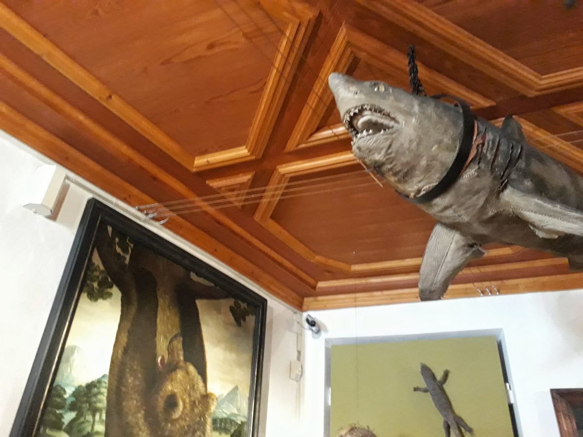 Ausgestopfter Hai in Schloss Ambras