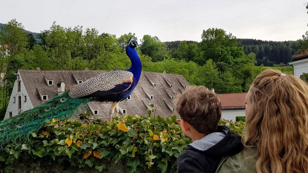 Pfau in Schloss Ambrass