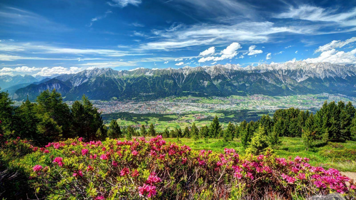 Alpenrosen vor einem Zirbenwald am Patscherkofel. ©Danijel Jovanovic