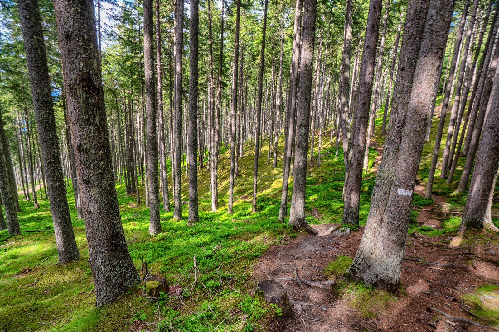 Auf dem Weg zur Rinner Alm