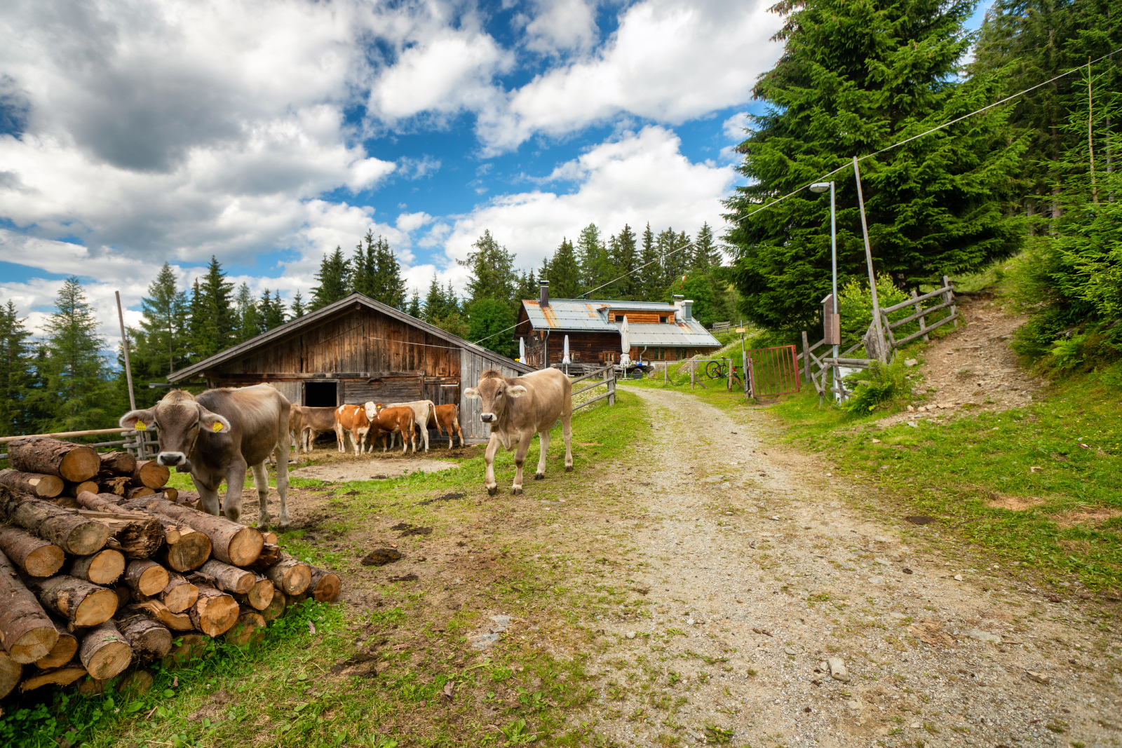 Rinner Alm im Sommer