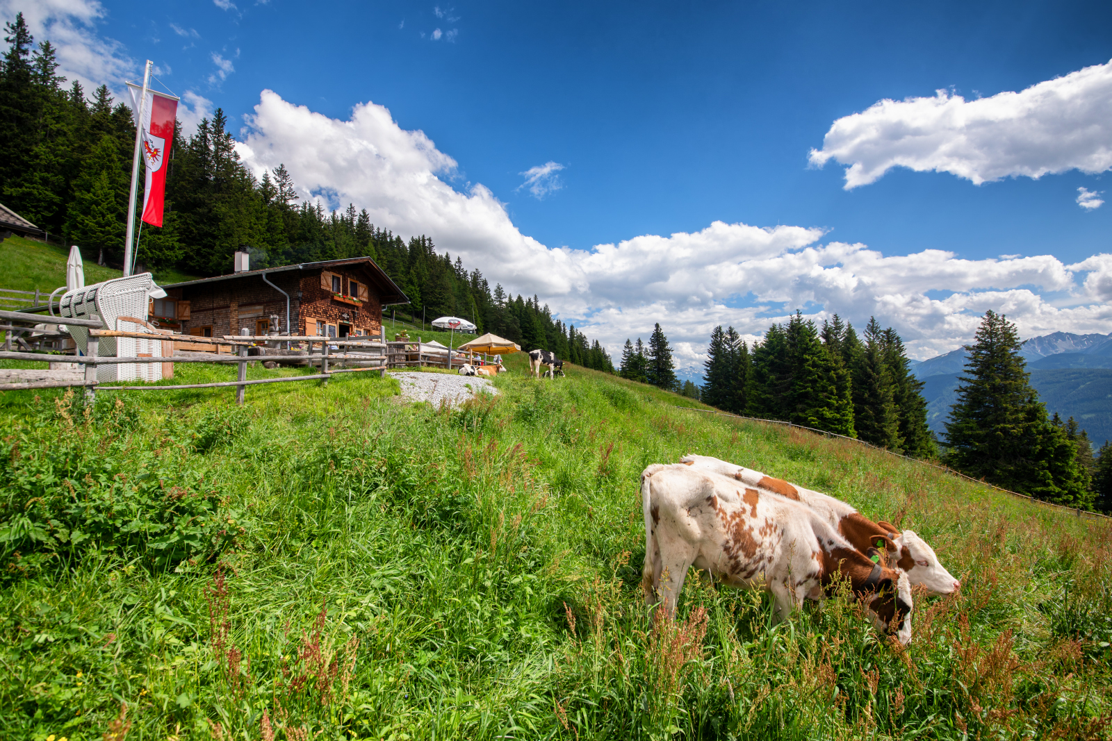 Patscher Alm im Sommer