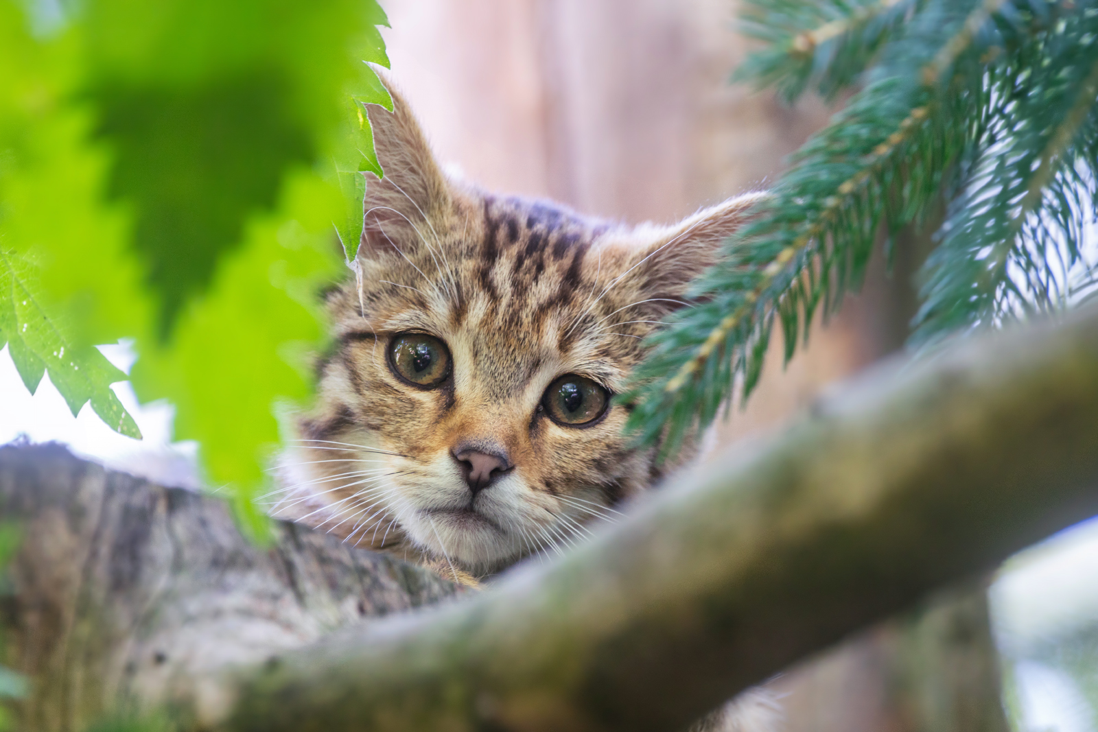 Wildkatzenbaby im Alpenzoo