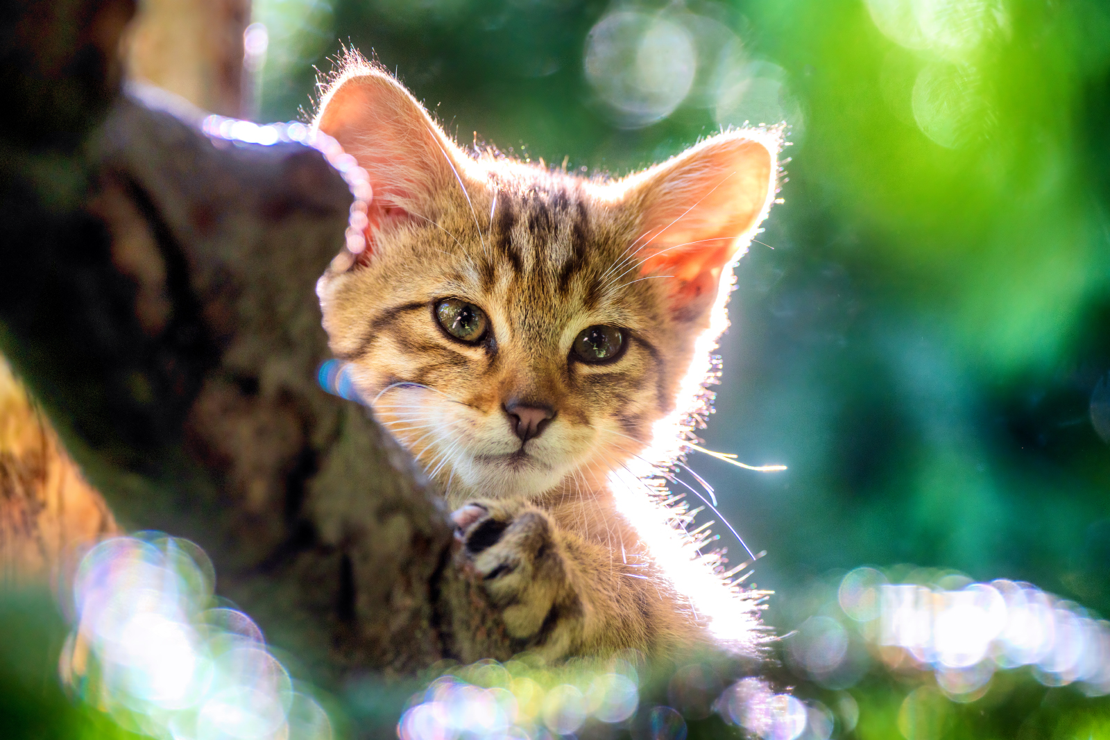 Wildkatzenbaby im Alpenzoo