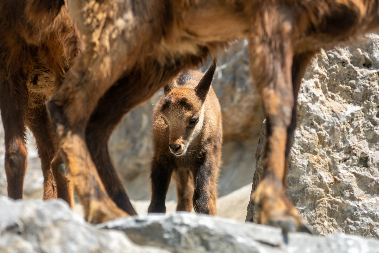 Gamskitz im Alpenzoo