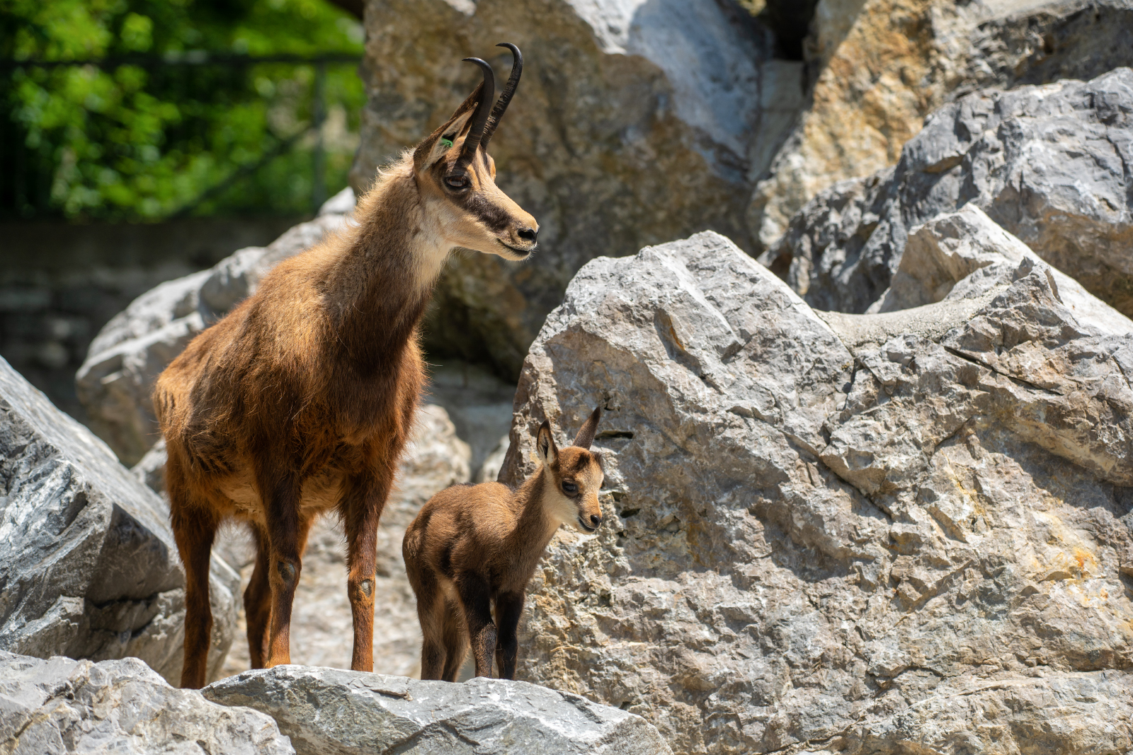 Gamskitz im Alpenzoo