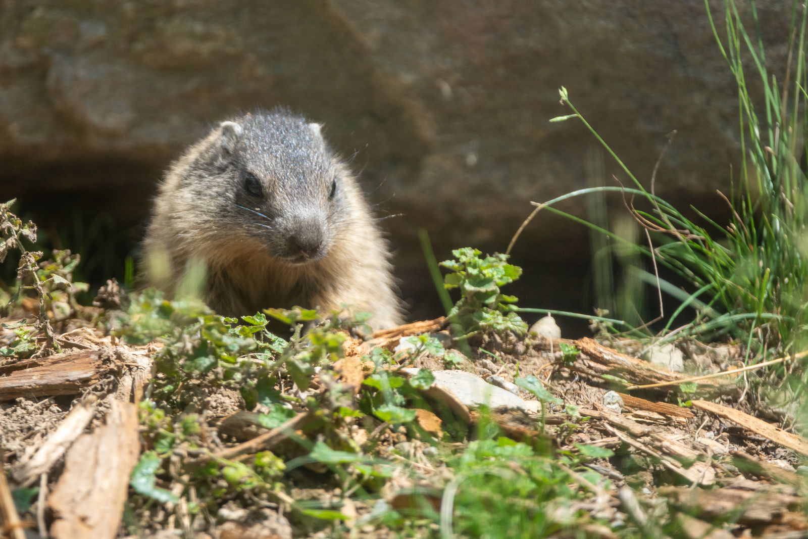 Murmeltierbaby im Alpenzoo