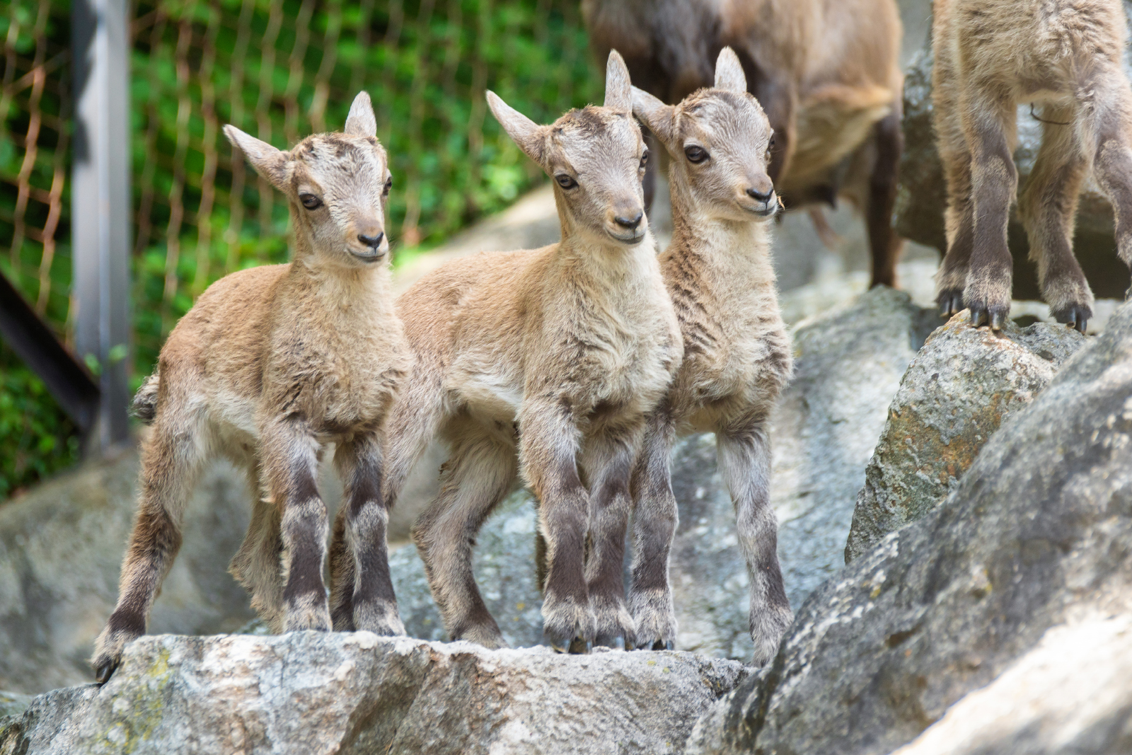 Steinbockkitze im Alpenzoo
