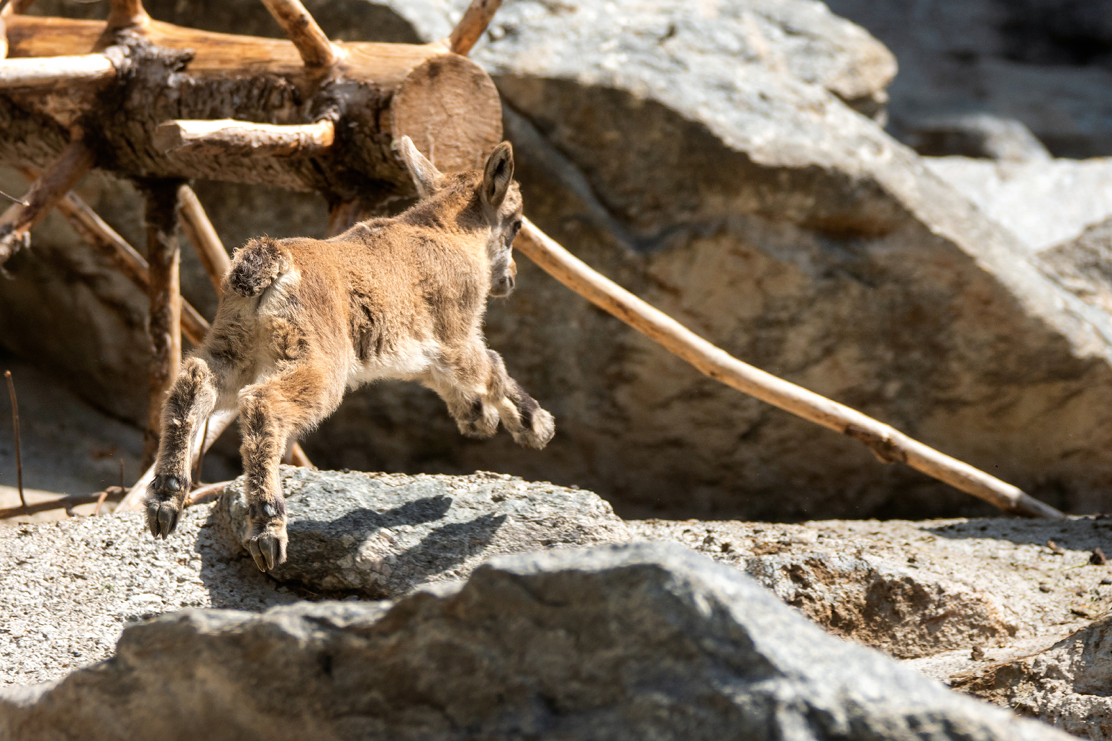 Steinbockkitz im Alpenzoo
