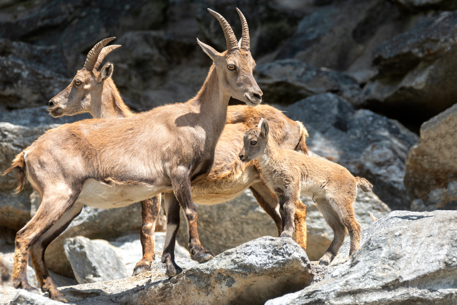 Steinbockkitz im Alpenzoo