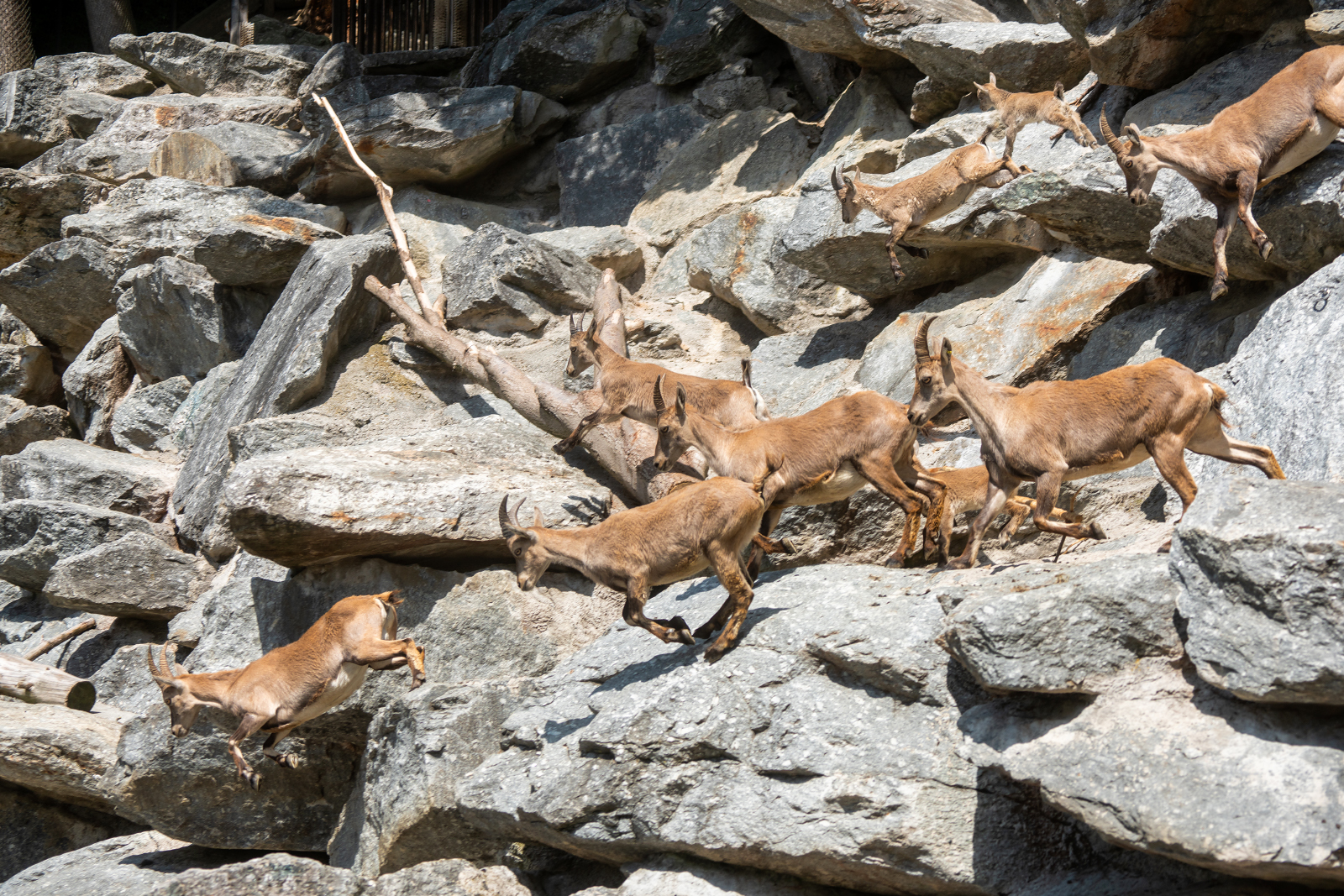 Steinbockkitze im Alpenzoo