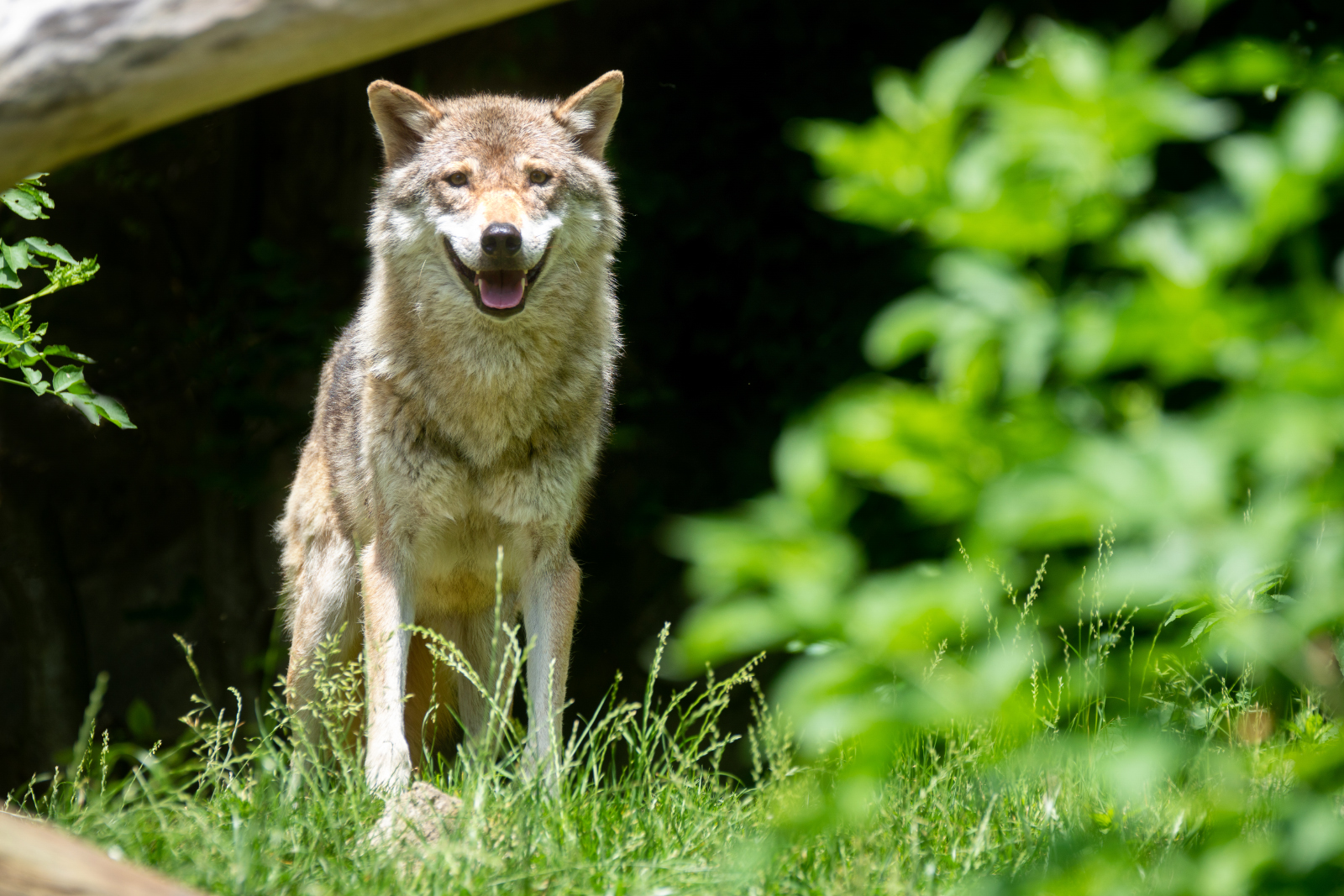 Wölfin Anja im Alpenzoo