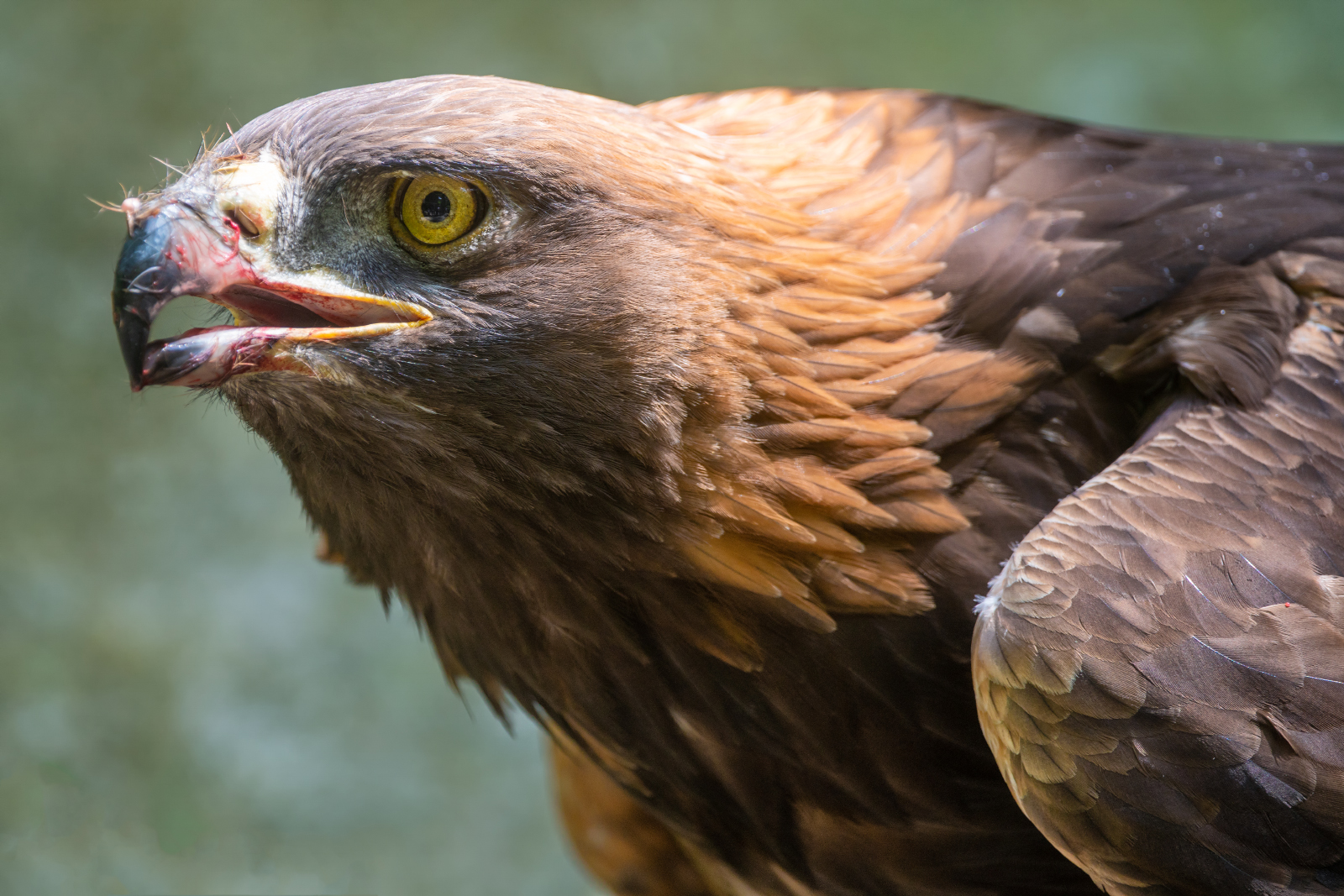 Steinadler im Alpenzoo