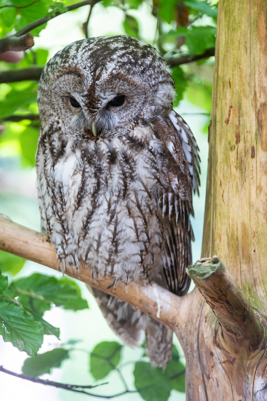 Waldkauz im Alpenzoo