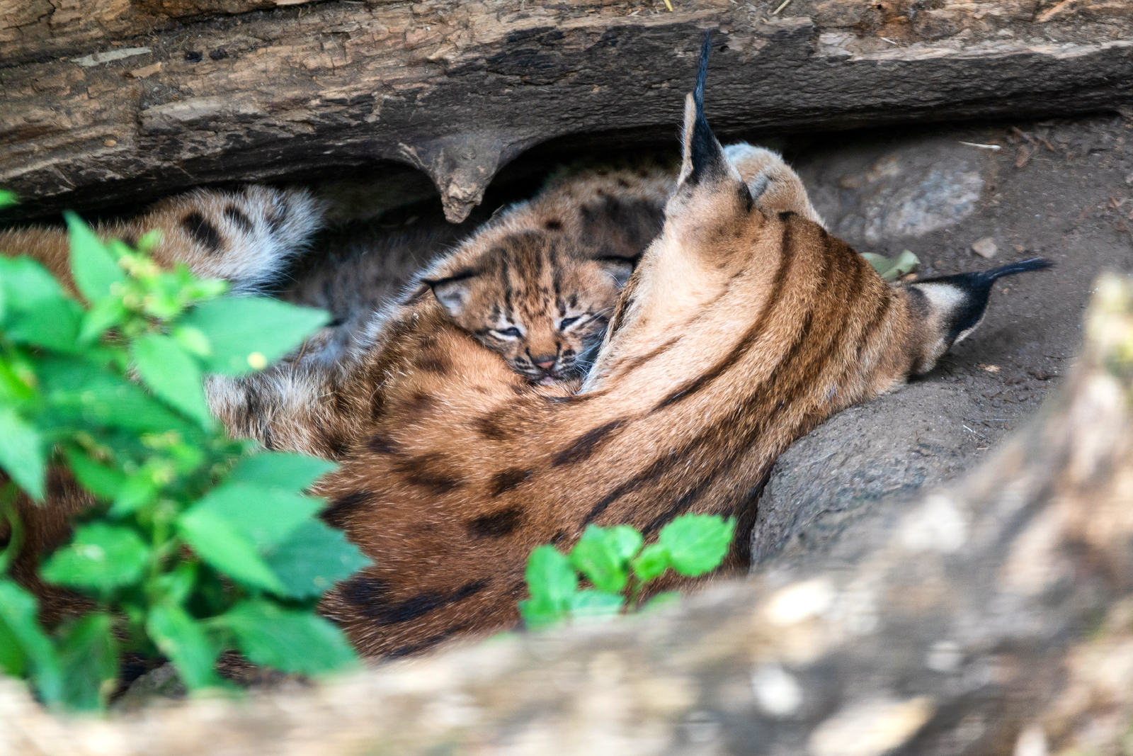 Luchsbaby im Alpenzoo