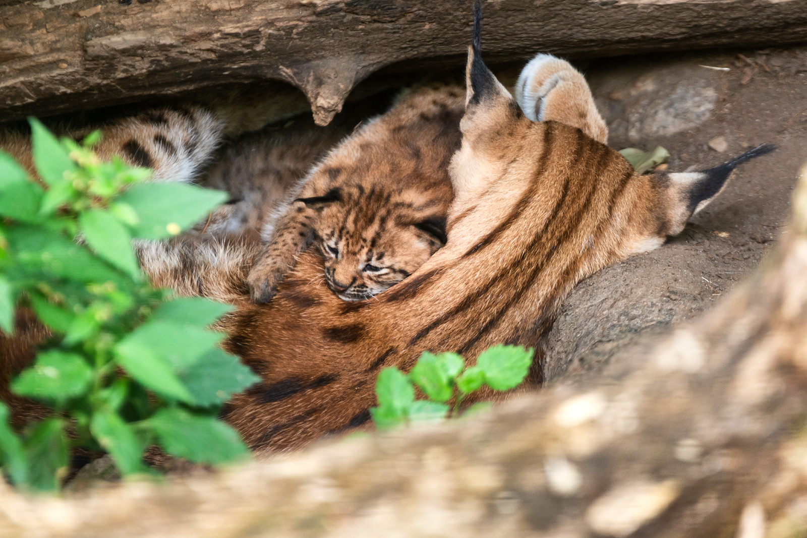 Luchsbaby im Alpenzoo